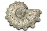 Bumpy Ammonite (Douvilleiceras) Fossil - Purple Iridescence #343823-1